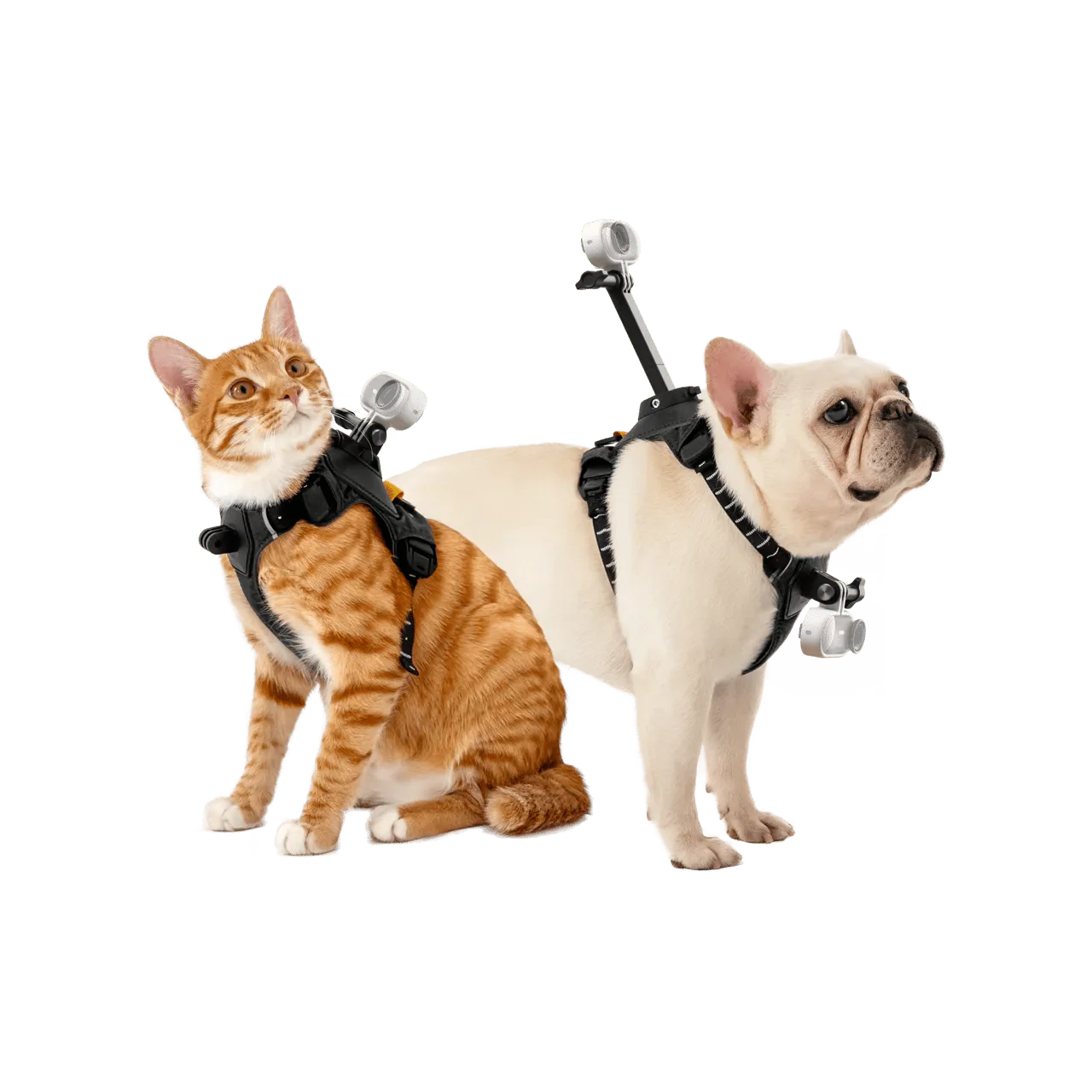 Insta360 Pet Harness Mount S/M for Pet POV Camera Shots