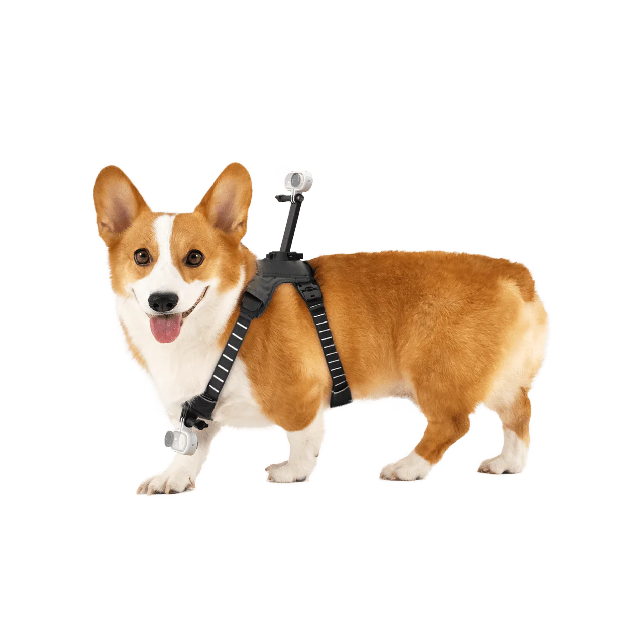 Insta360 Pet Harness Mount S/M for Pet POV Camera Shots - Image 3