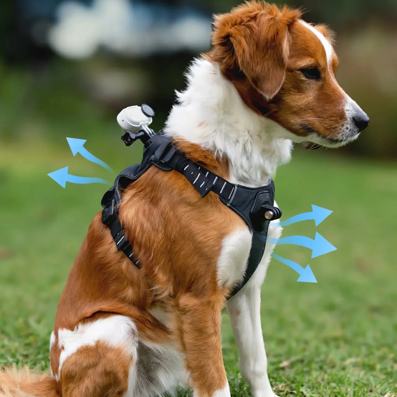 Insta360 Pet Harness Mount S/M for Pet POV Camera Shots - Image 8